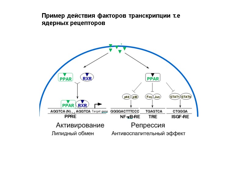 Пример действия факторов транскрипции т.е ядерных рецепторов